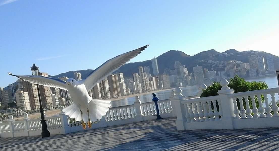 Acuarium Lux Apartamento Benidorm Exterior foto